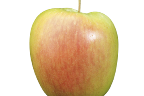 Appelen Delbare Producten in de kijker Webshop