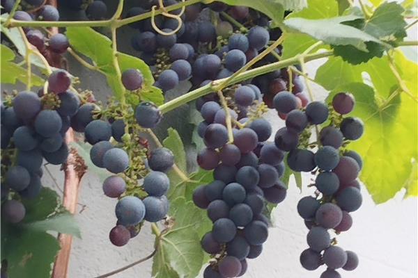 Blauwe Druiven 't Loonse voedselbos Webshop
