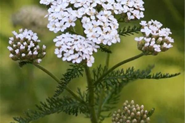 Achillea millefolium (Duizendblad) Producten in de kijker Webshop