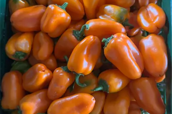 Oranje snack paprika Producten in de kijker Webshop
