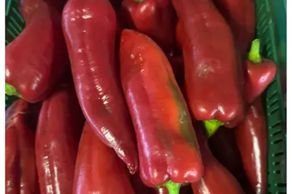 Rode zoetepunt paprika Producten in de kijker Webshop
