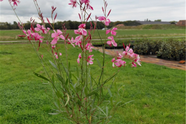 Gaura Siskiyou Pink Lindheimeri Producten in de kijker Webshop