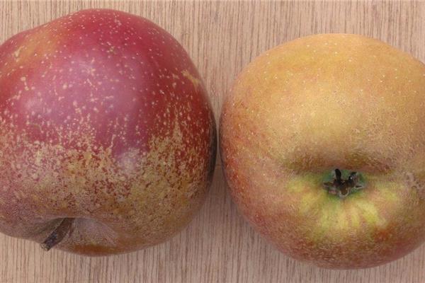 Appel Goudrenette Fruit Webshop
