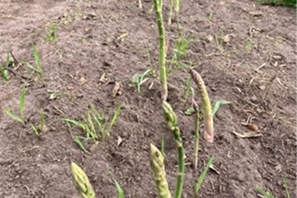 Groene Asperges ongeschild Producten in de kijker Webshop