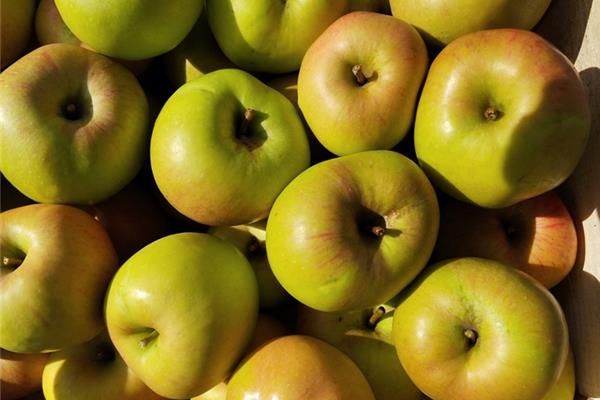 groene appel 't Loonse voedselbos Webshop