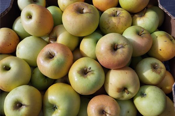 groen/gele appel 't Loonse voedselbos Webshop