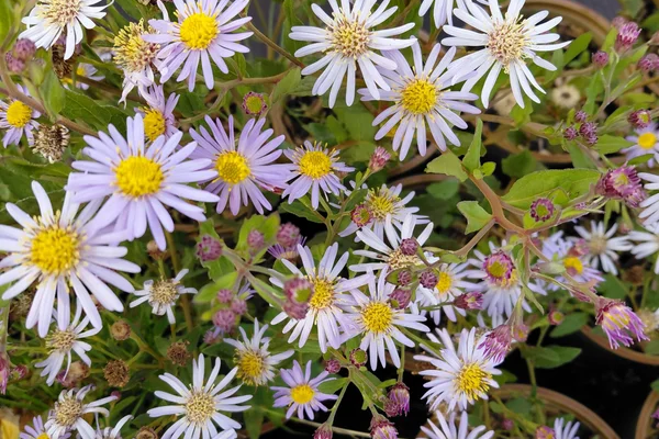 Aster ageratoides 'Asmo' – Herfstaster Producten in de kijker Webshop
