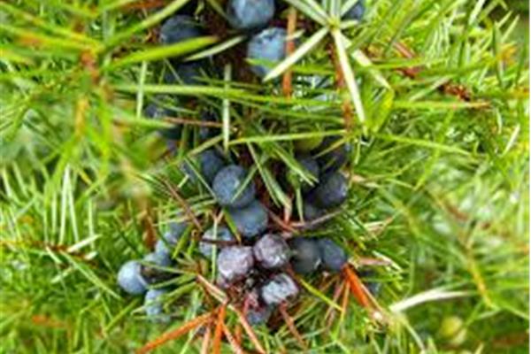 Jeneverbes 100g - Juniperus communis Producten in de kijker Webshop