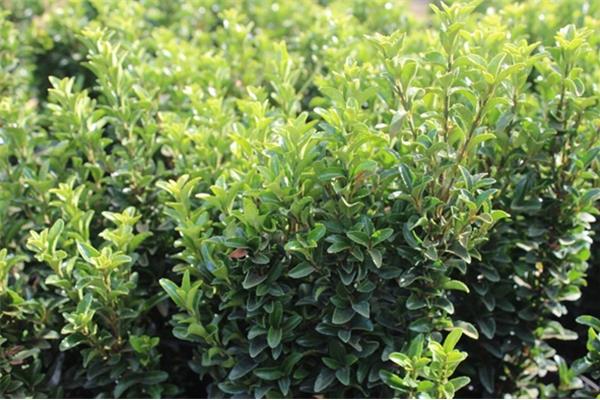 Euonymus 'Green Spire' (kardinaalsmuts) Producten in de kijker Webshop