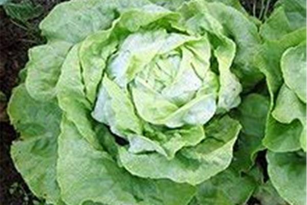 kropsla (bio) Producten in de kijker Webshop