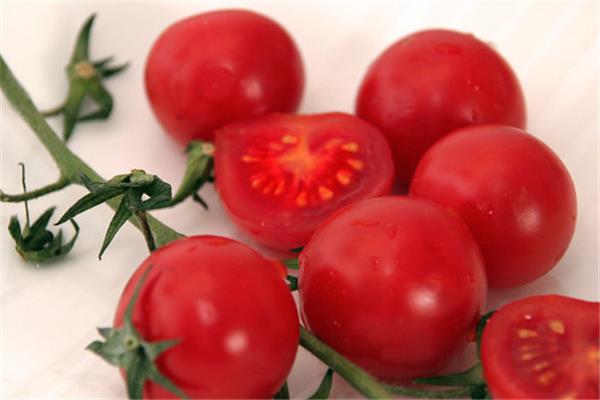 Tomaten (bio) Kempengoud Webshop