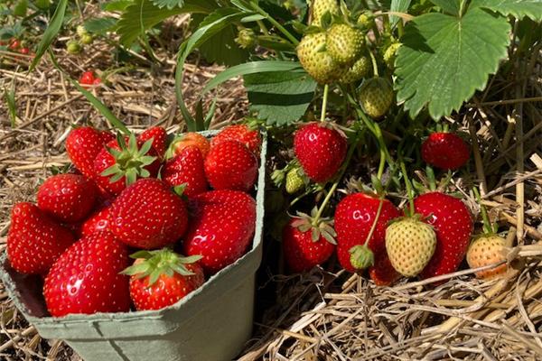 Biologische aarbeien uit Essen 500g Kempengoud Webshop