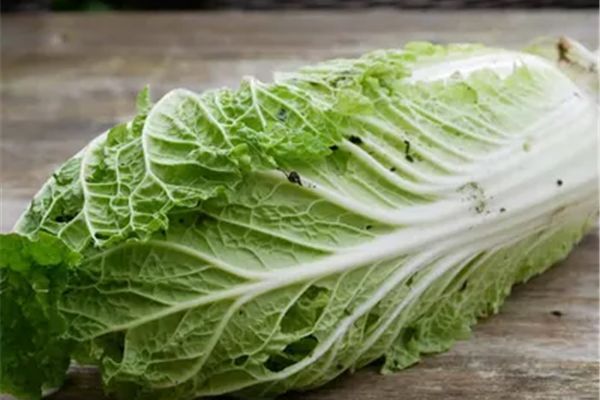 Chinese kool (BIO) Producten in de kijker Webshop