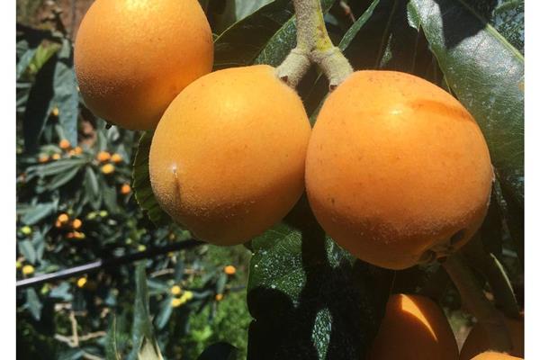 Japanse Mispel Cañamiel Producten in de kijker Webshop