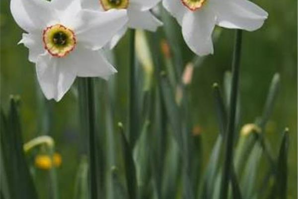 Narcissen 10 stuks Producten in de kijker Webshop