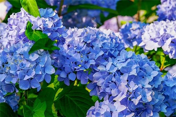 Hydrangea macrophylla 'Nikko Blue' Producten in de kijker Webshop