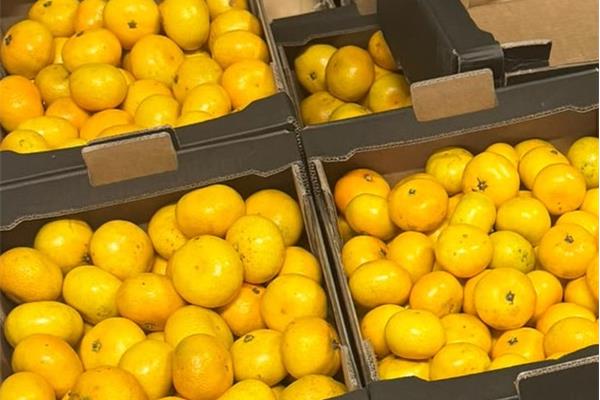 Mandarijn Okitsu Producten in de kijker Webshop
