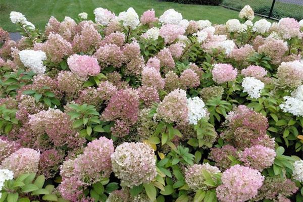 Hydrangea paniculata 'Pink Lady' Producten in de kijker Webshop