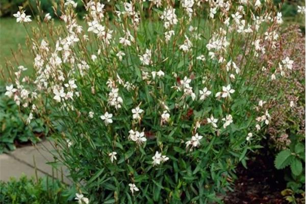 Gaura l. 'Whirling Butterflies' (Prachtkaars) Producten in de kijker Webshop