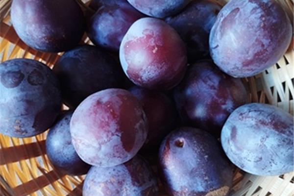 Pruimen 't Loonse voedselbos Webshop