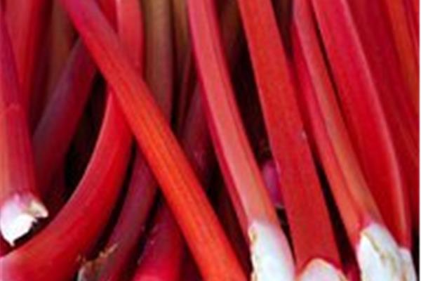 Rabarber uit Essen Producten in de kijker Webshop