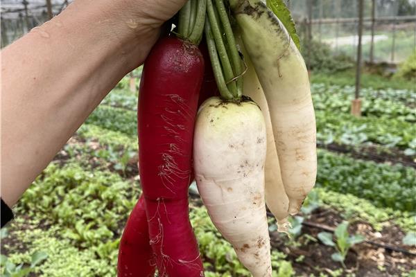 Rammenas De Zwanenberg Webshop