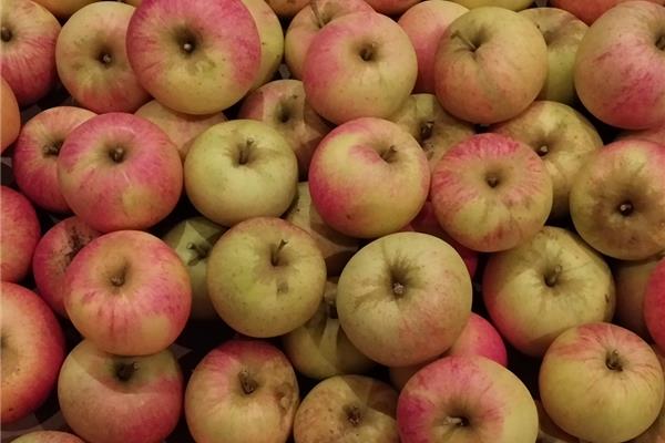 Reine de Remelter appel 't Loonse voedselbos Webshop