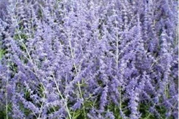 Perovskia atriplicifolia 'Blue Spire' – Reuzenlavendel Producten in de kijker Webshop