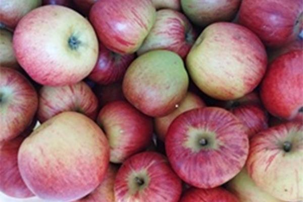 rode oogstappel 't Loonse voedselbos Webshop
