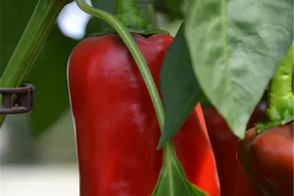 Rode Puntpaprika Vers aanbod in de winkel op 16 oktober en 17 oktober Webshop