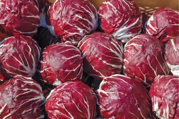 Roodlof Radicchio Producten in de kijker Webshop