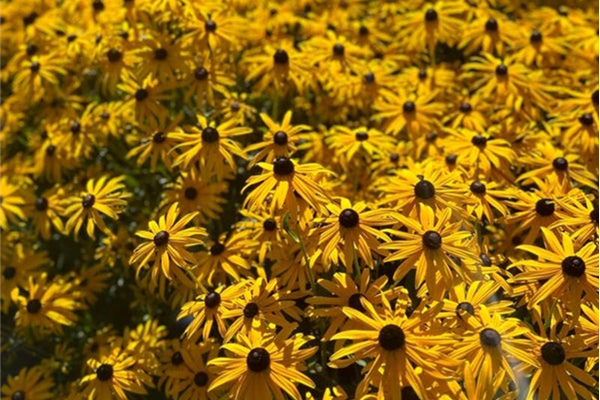 Rudbeckia fulgida 'Goldsturm' – Zonnehoed Planten Webshop