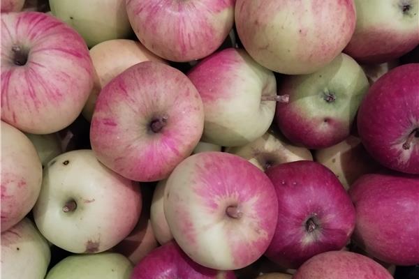 scholierappels Producten in de kijker Webshop