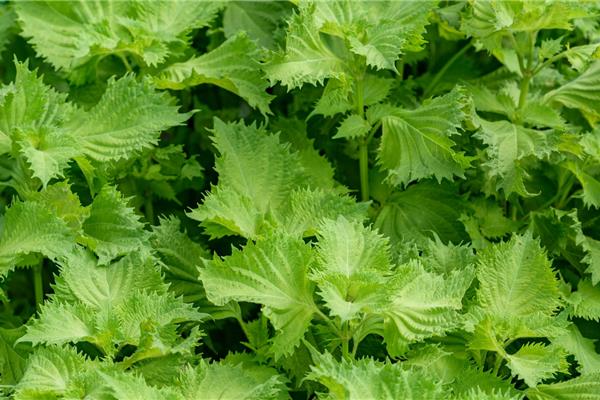 Shiso Verse kruiden Webshop