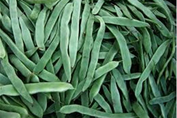 Tuinboon Kempengoud Webshop