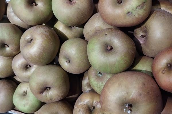 stofappel Canada reinette 't Loonse voedselbos Webshop