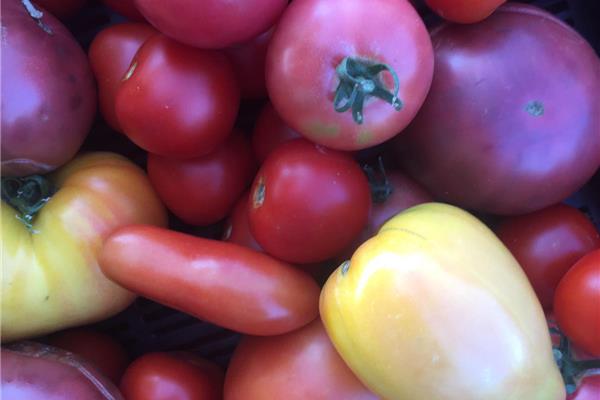 Grote tomaten mix De Zwanenberg Webshop
