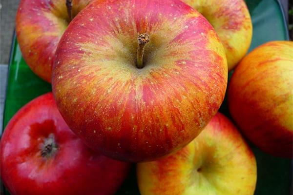 Appel Topaz (BIO) Fruit Webshop