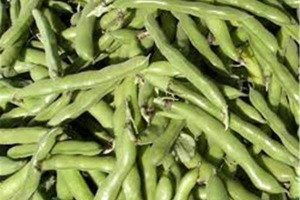 Tuinboon Producten in de kijker Webshop