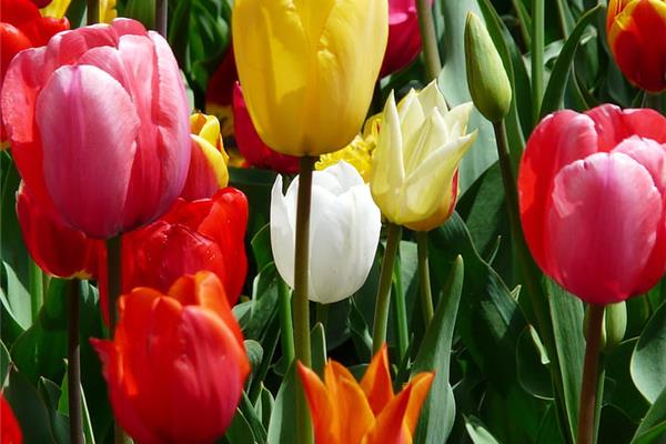 Tulpenmix 25 stuks Producten in de kijker Webshop