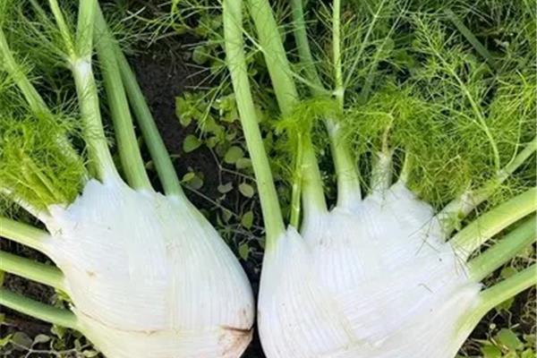 Venkel Vers aanbod in de winkel op 16 oktober en 17 oktober Webshop