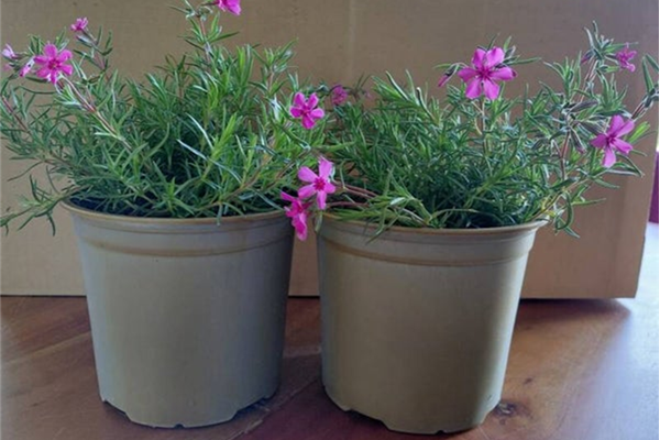 Phlox paniculata 'Scarlet Flame' – Vlambloem Planten Webshop