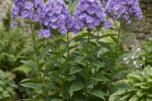 Phlox paniculata 'Blue Boy' (vlambloem) Producten in de kijker Webshop
