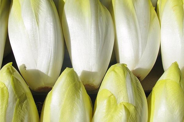 Witloof Vers aanbod in de winkel op 3 april en 4 april Webshop