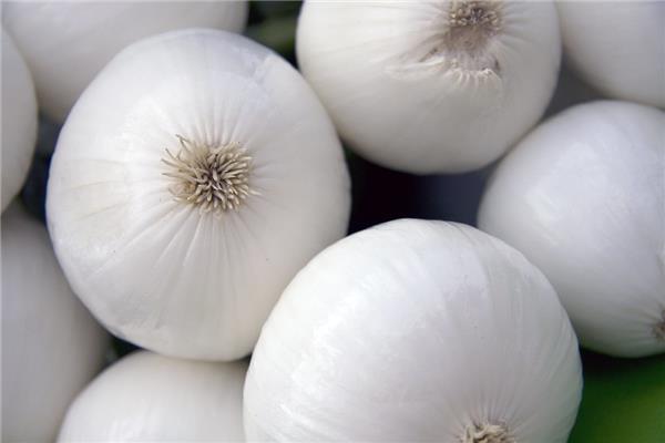 witte ui Producten in de kijker Webshop
