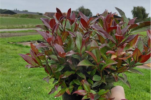 Leucothoe 'Zeblid' Planten Webshop