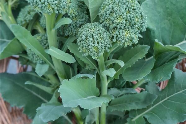 Broccolini (aspergebroccoli) De Zwanenberg Webshop