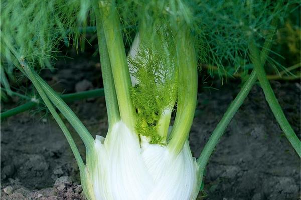 Venkel met loof De Zwanenberg Webshop