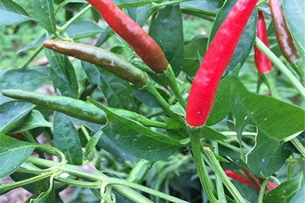 Chilipepertjes Verse kruiden Webshop