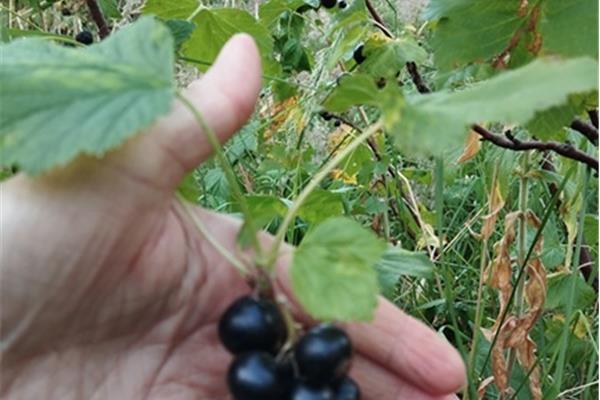 zwarte bessen/cassis (DIEPGEVROREN) Producten in de kijker Webshop